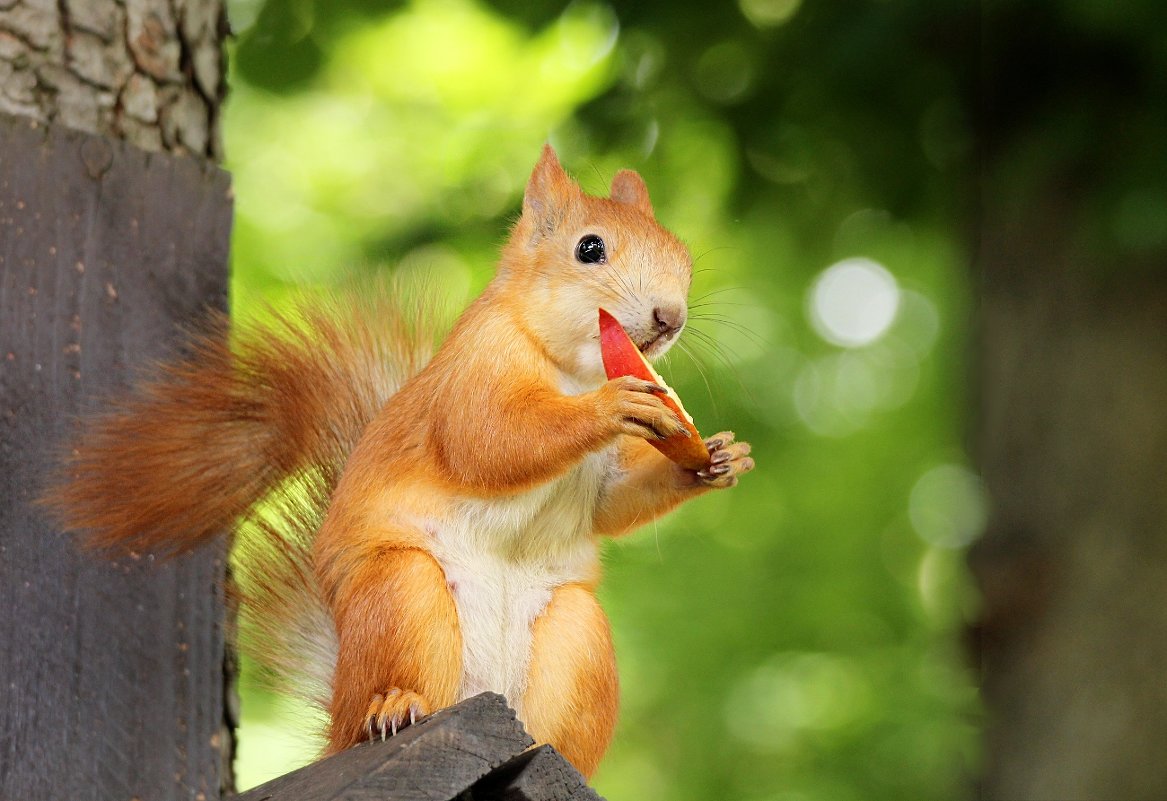 Яблочко на десерт - Татьяна Беляева