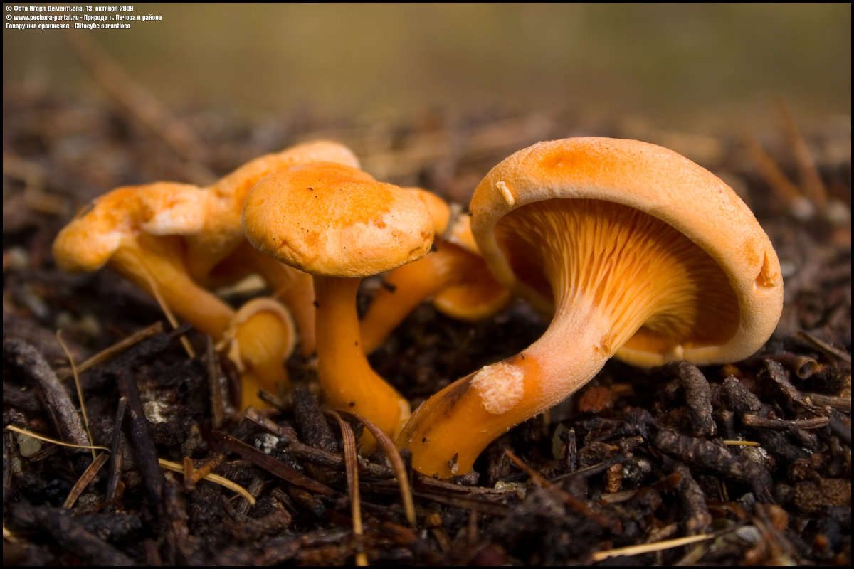 Говорушка оранжевая - Hygrophoropsis aurantiaca (Wulfen) Maire, 1921 - Игорь Дементьев