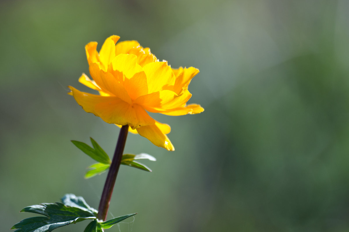 *** - Дмитрий *** - Дмитрий