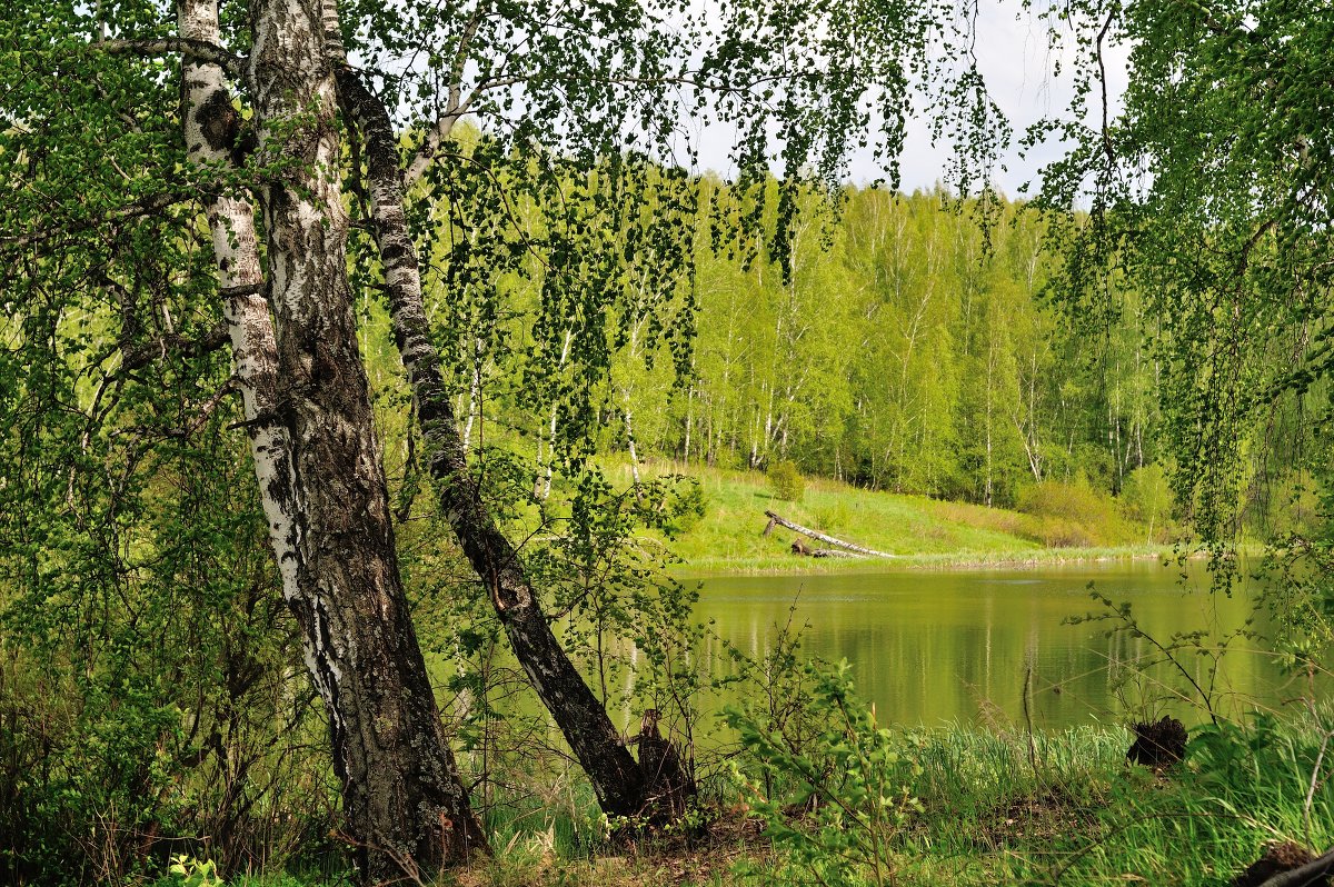 Летняя зарисовка. - Андрей В.