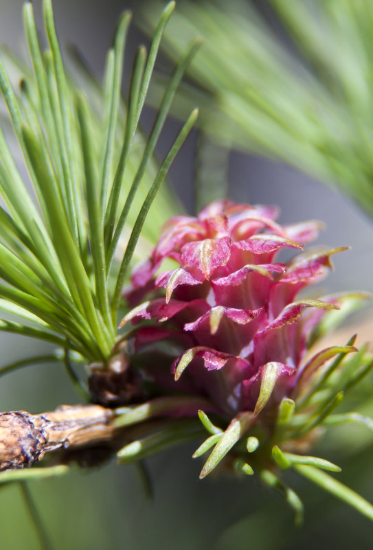 *** - nakip1 *** - nakip1