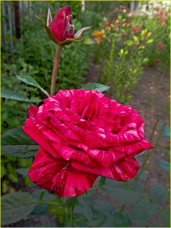 полосатенькая - Анатолий Островский