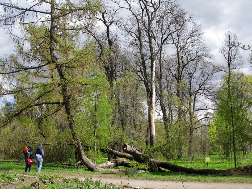 Весна в Ботаническом саду. - ТАТЬЯНА (tatik) Весна в Ботаническом саду. - ТАТЬЯНА (tatik)