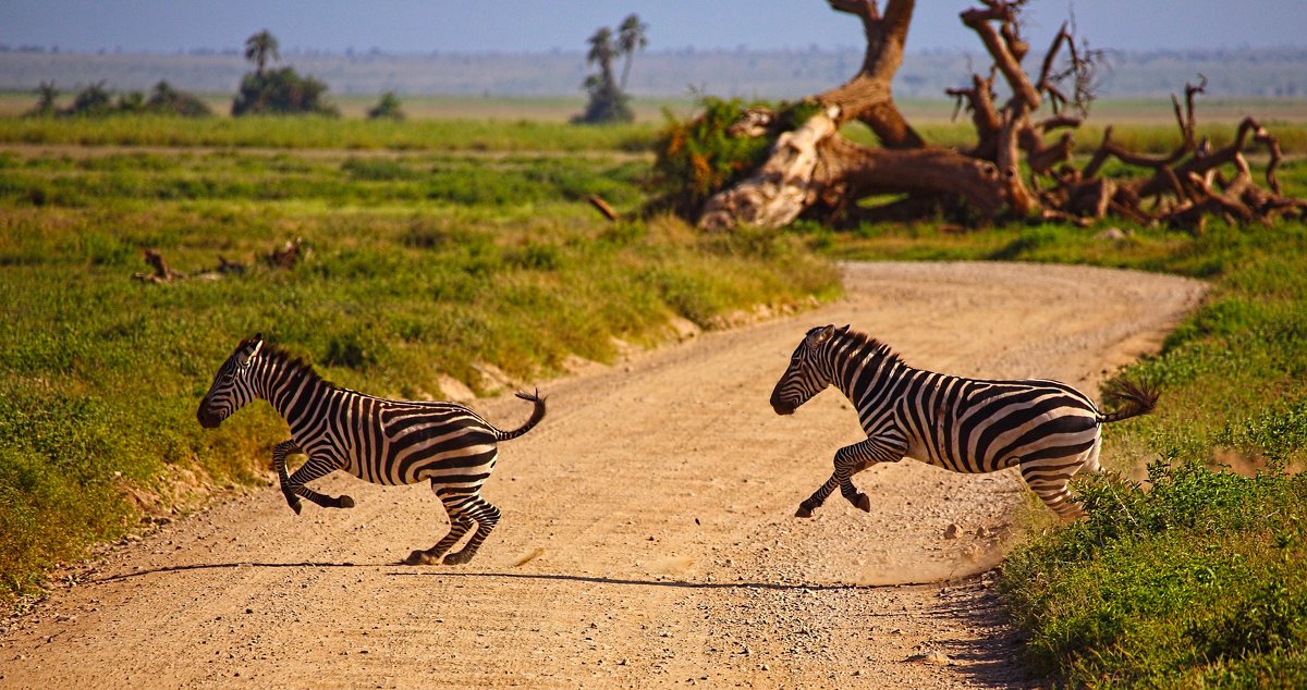 zebra crossing - Андрей Пархоменко 