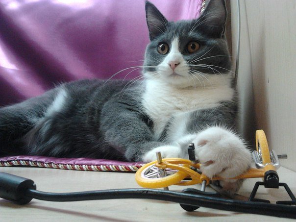 Ева - Максим Куринский