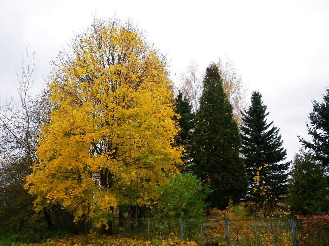 Отшумел тот клён - Juliya Fokina