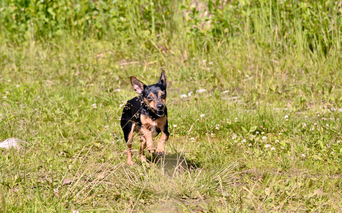 Поступила команда - Viktor Pjankov Поступила команда - Viktor Pjankov