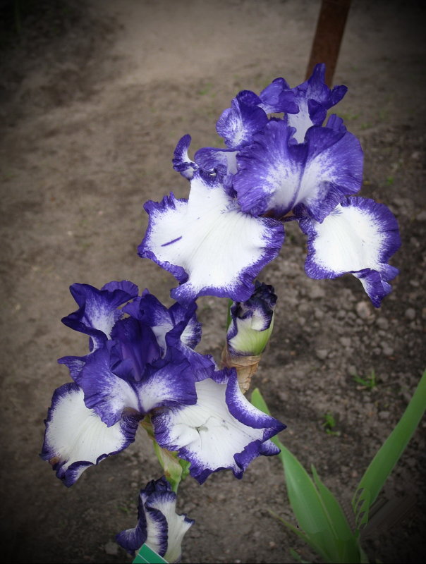 Дар Ириды - Эльвира Дараган