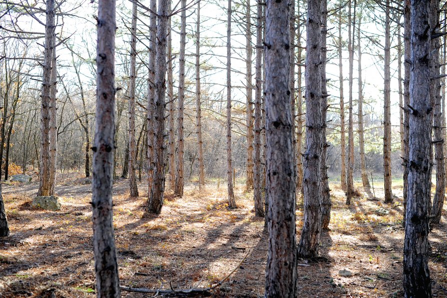 декабрь в крыму... - Марина Брюховецкая