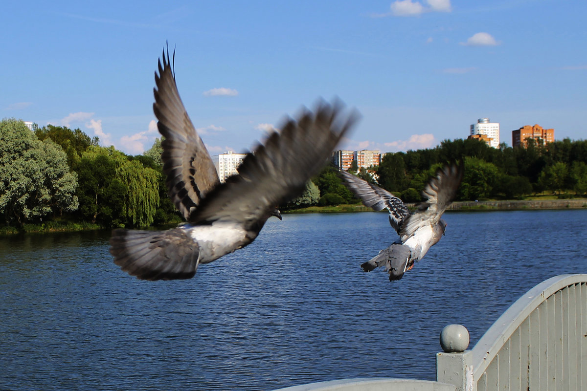 Голубки - Maksim Stasilevich