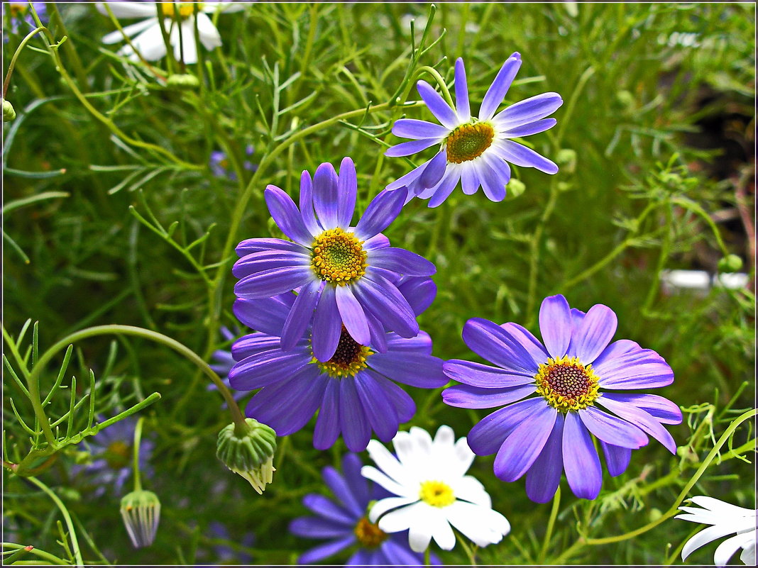 Лето радует цветами. - Любовь Чунарёва