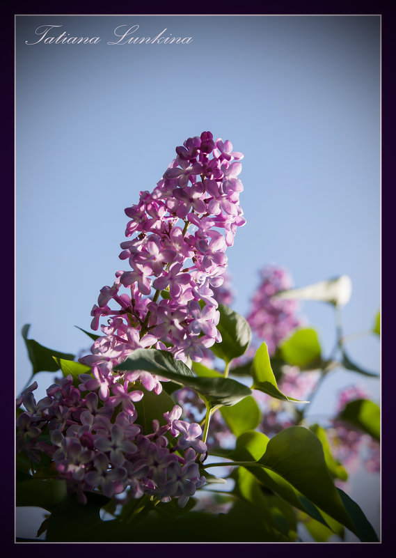 Сиреневый свет - Tatiana Lun Сиреневый свет - Tatiana Lun