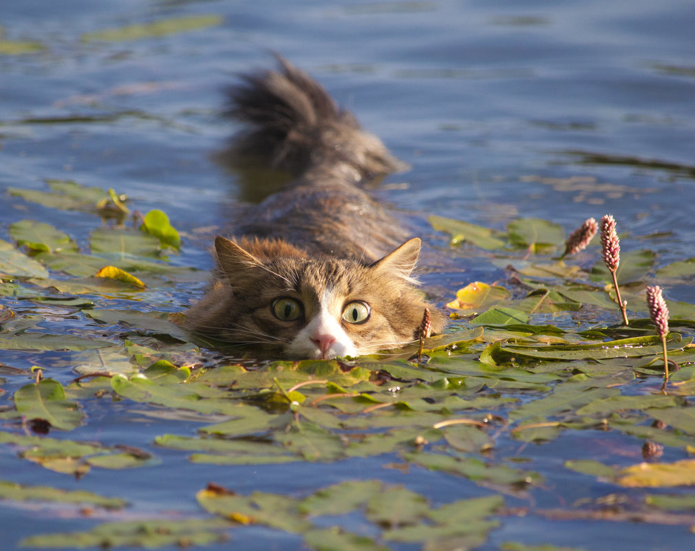 Водяной кот - Leo Alex Foto