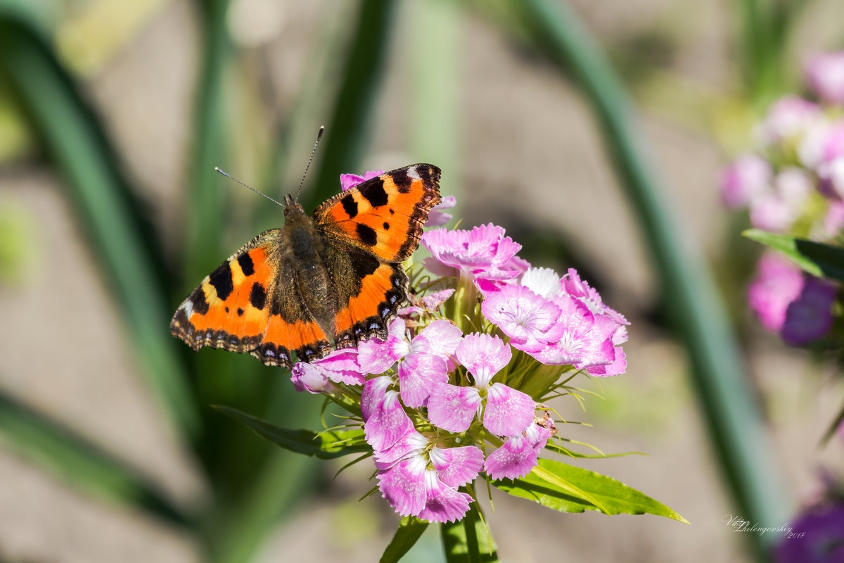 ... - Виктор Желенговский