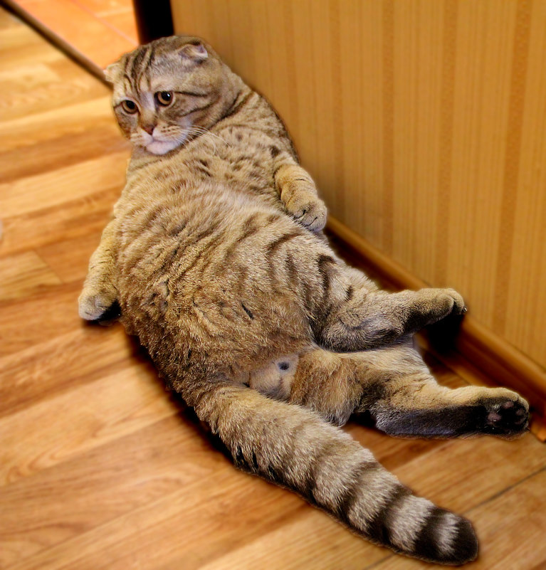 Гутаперчивый - Гена Белоногов 