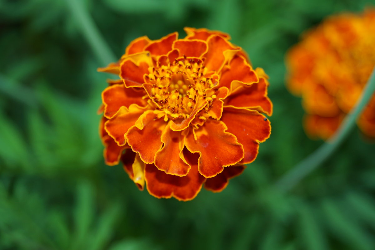 мамины цветы - Альбина мамины цветы - Альбина