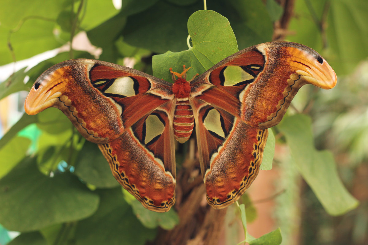 «Attacus atlas» - Eduard Mezker