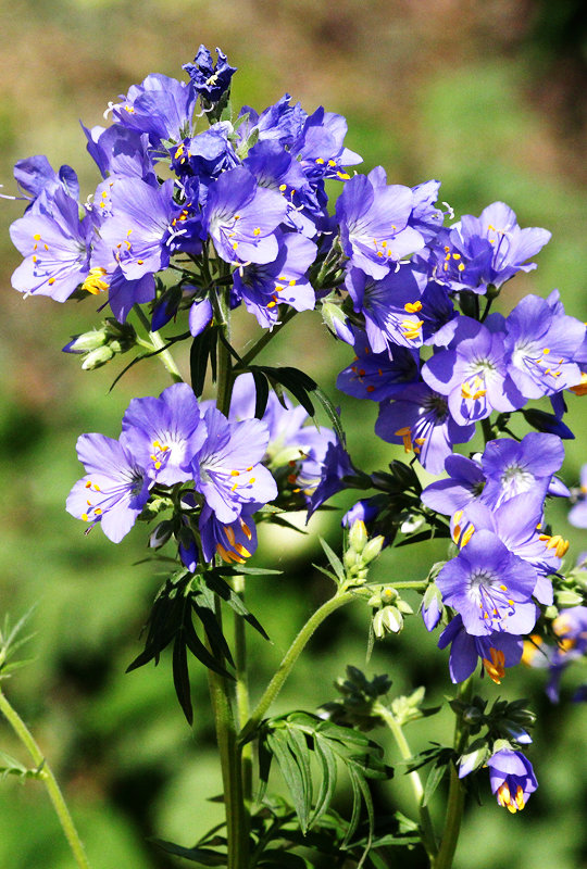 Синюха голубая - Nikolay Monahov Синюха голубая - Nikolay Monahov