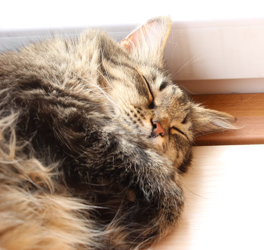 Басенька - Королева Надежда Басенька - Королева Надежда