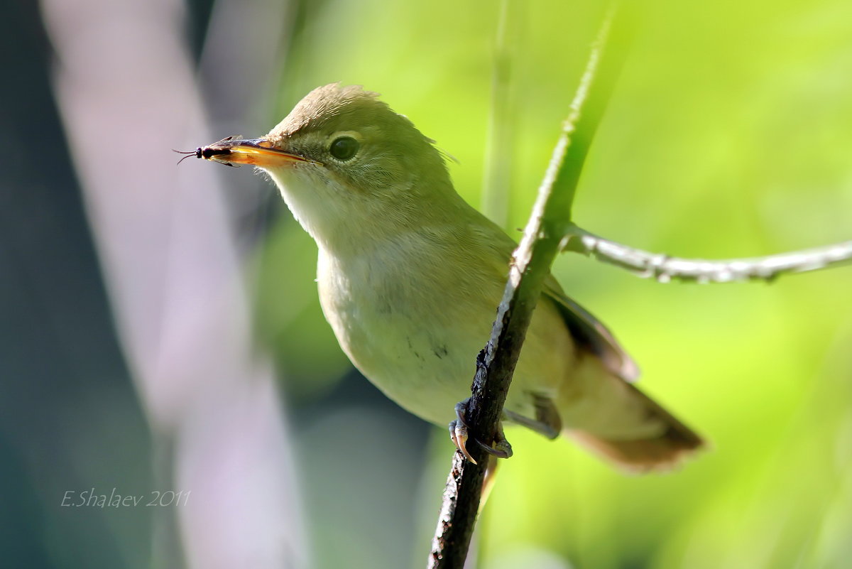 Болотная камышевка - Acrocephalus palustris - Евгений 