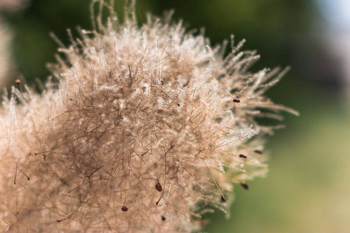 пушисто - Sergey Bagach пушисто - Sergey Bagach