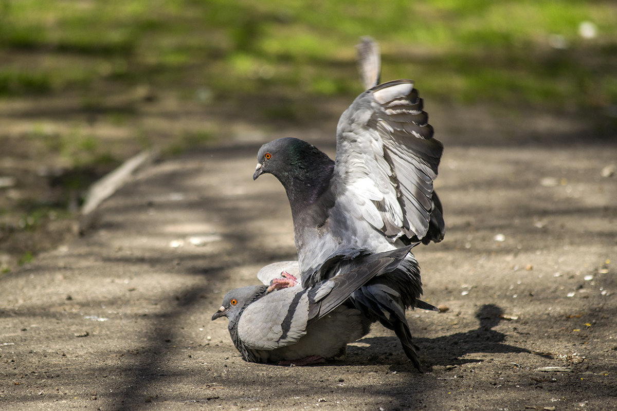 Голуби играются) - Богдан Петренко