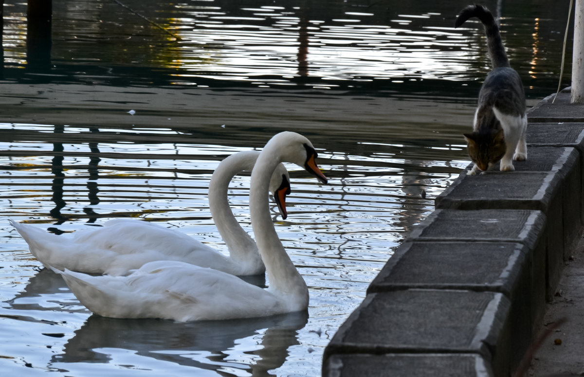 Барсик! Оставь хоть кусочек! - Танюша Коc Барсик! Оставь хоть кусочек! - Танюша Коc
