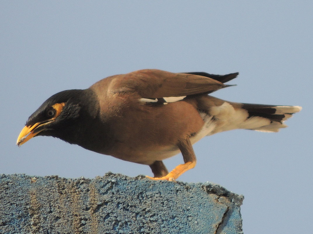 Майна на охоте - Игорь Майна на охоте - Игорь