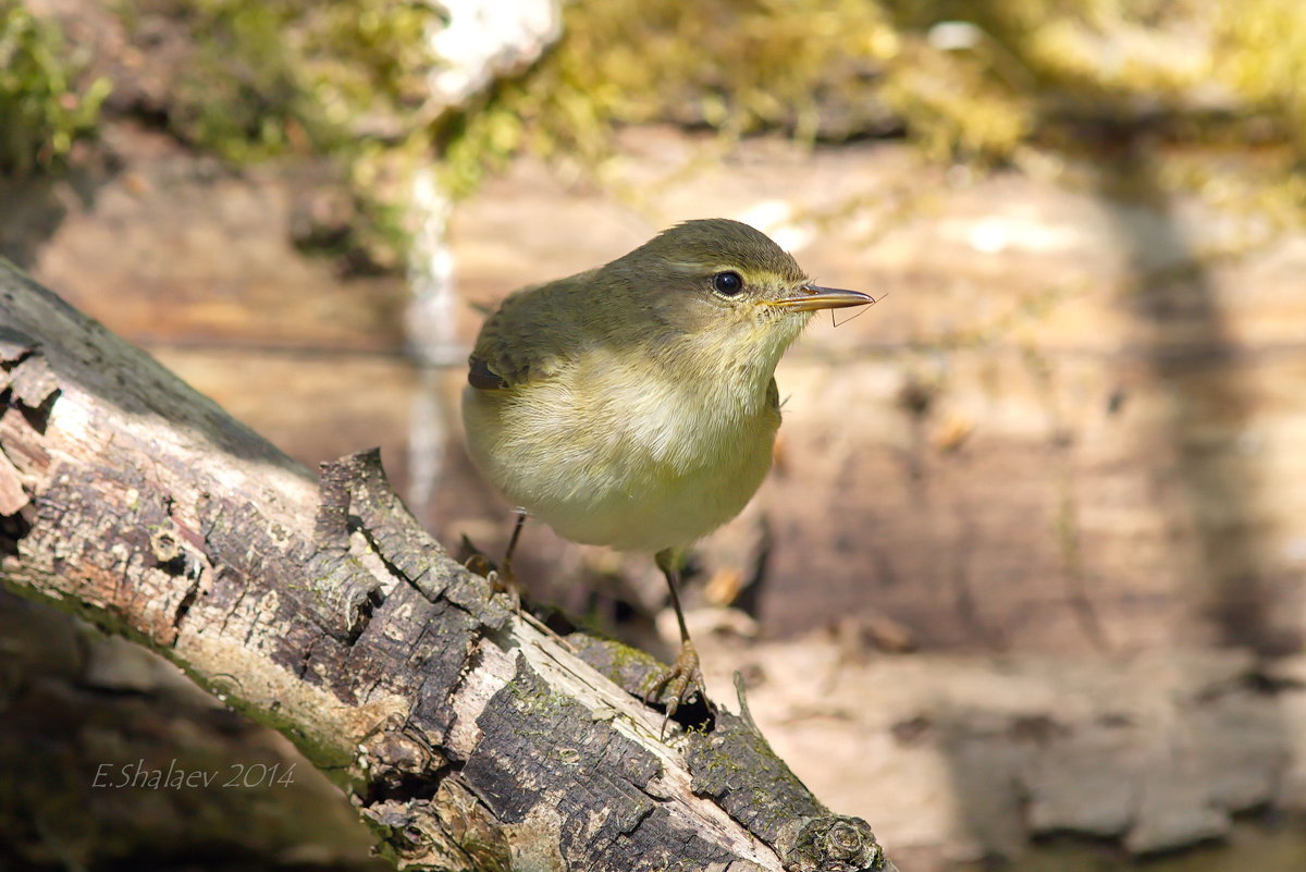 Пеночка-весничка — Phylloscopus trochilus - Евгений 