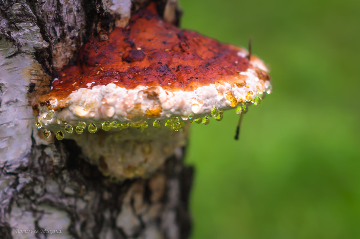 Грибы тоже иногда плачут... - Михаил Васильев Грибы тоже иногда плачут... - Михаил Васильев