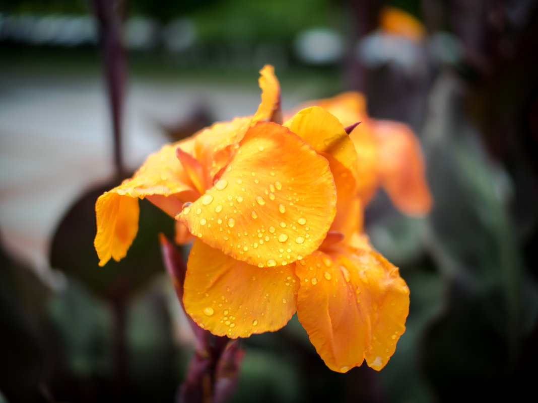 Longwood Gardens - Vadim Raskin