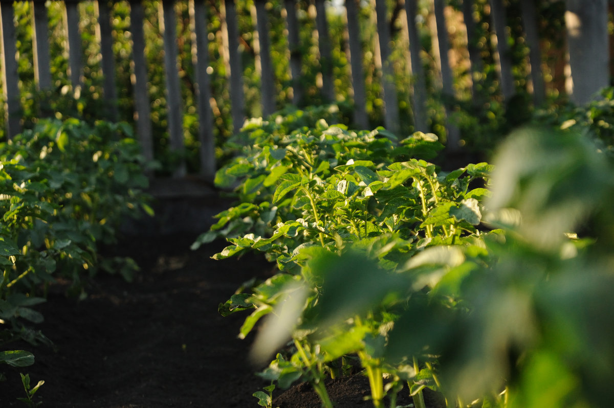 Картофан - Oleg Puhaev