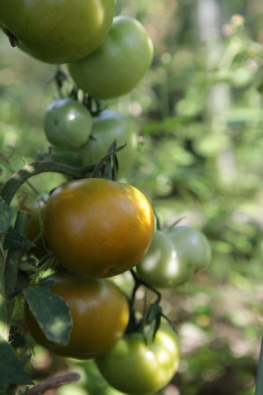 На даче в августе. - Irina Fabien