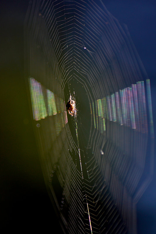 Паутина2. - Виталий Дарханов Паутина2. - Виталий Дарханов