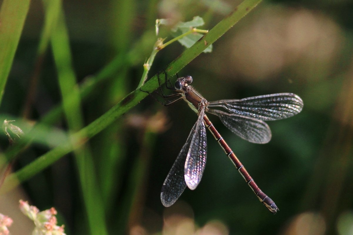 ... - Елена Мельникова
