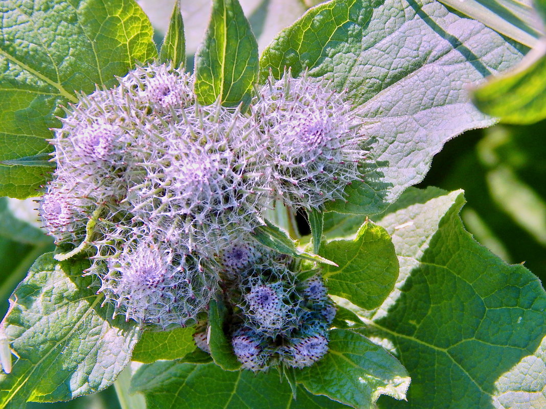 Паутиносборник - Milocs Морозова Людмила Паутиносборник - Milocs Морозова Людмила