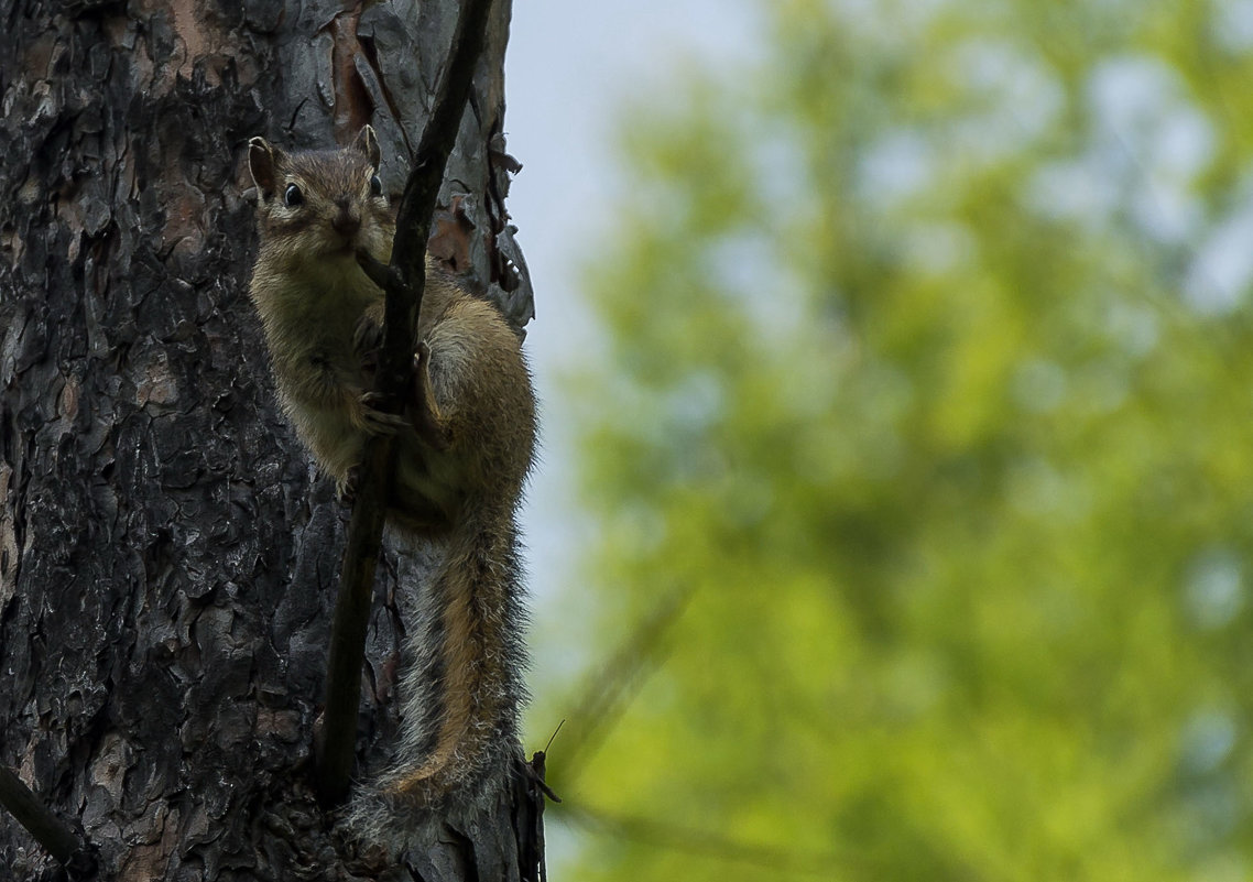 бурундучок дереволаз! - Сергей Сол