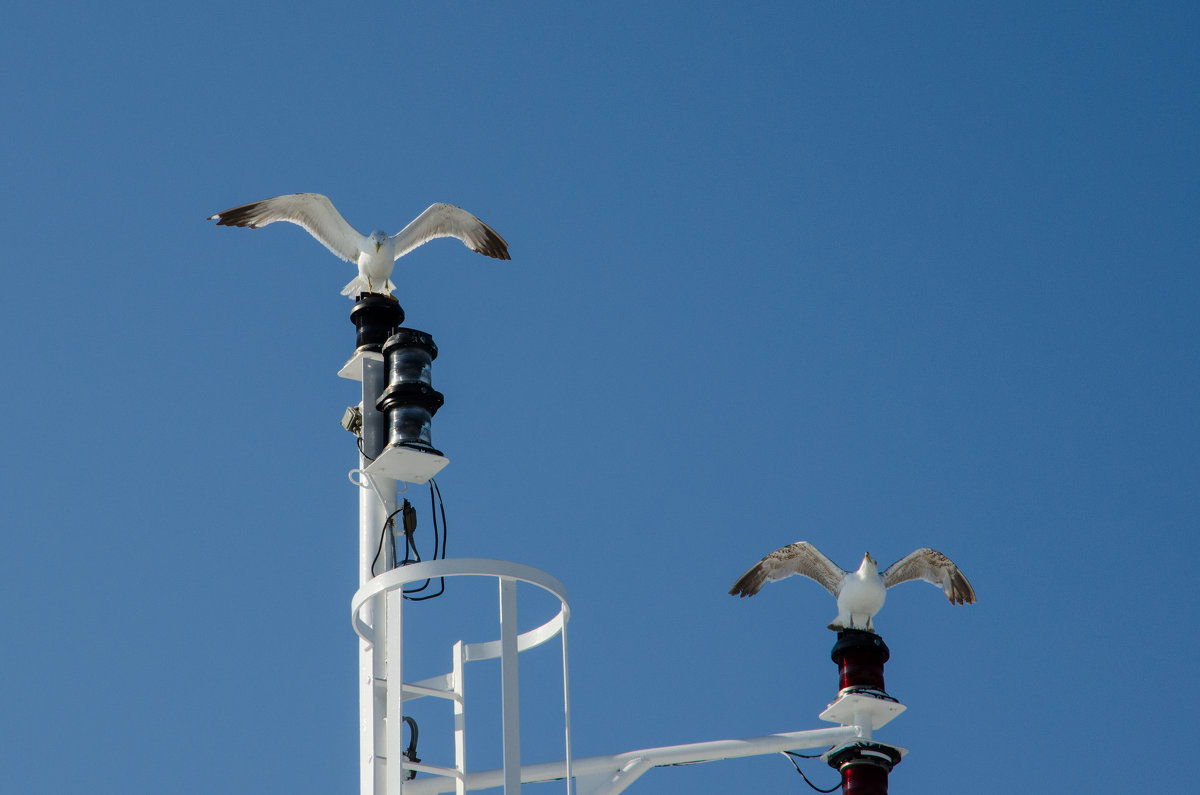 Чайки на зарядке - Валентин Наталенко Чайки на зарядке - Валентин Наталенко