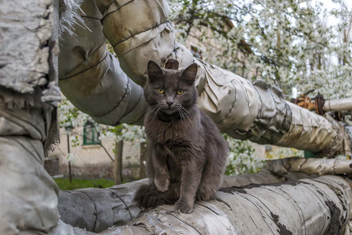 Котик - Богдан Петренко