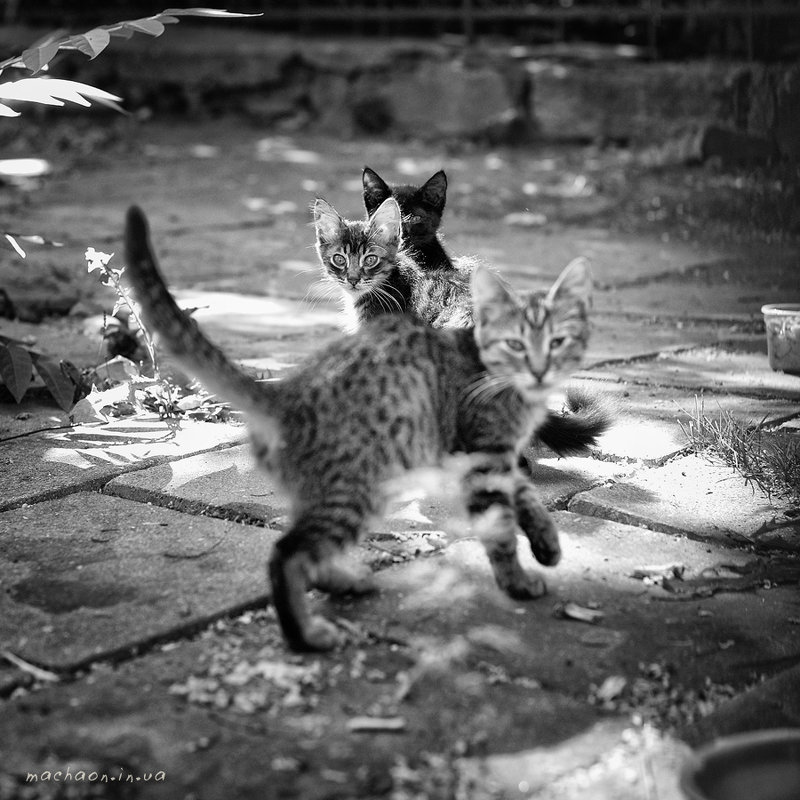 котофото - Юрий Бершадский