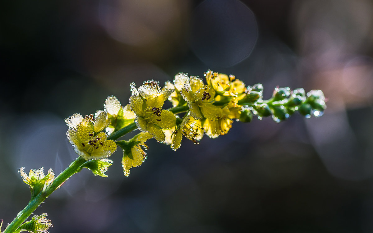 Бриллиантовый ты мой...:) - Juli@ 