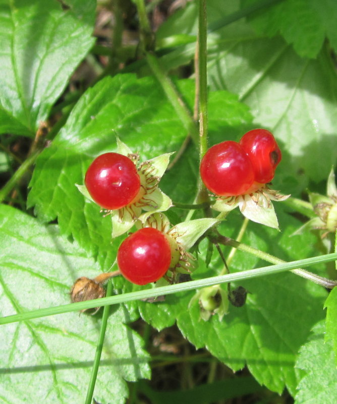 Костяника . - Мила Бовкун Костяника . - Мила Бовкун