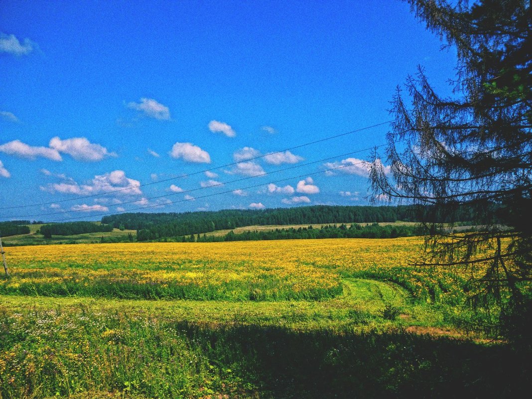 Поле - Юра Хохряков