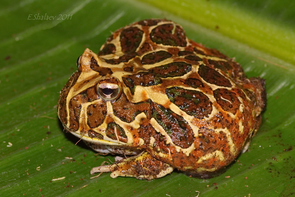 Ceratophrys ornata -  Рогатка украшенная - Евгений 