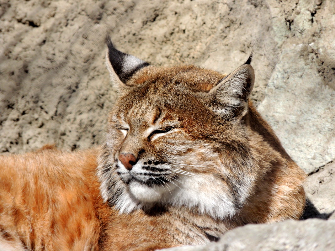 На солнушке - Игорь 