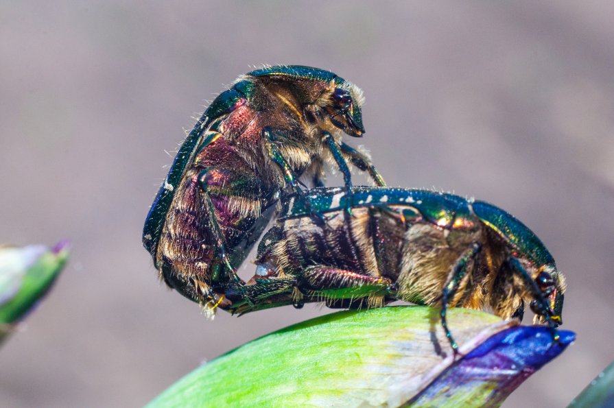 ХХХ - Евгений Солдатов