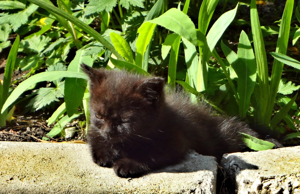 Дремлющий котёнок. - Ирина Дремлющий котёнок. - Ирина