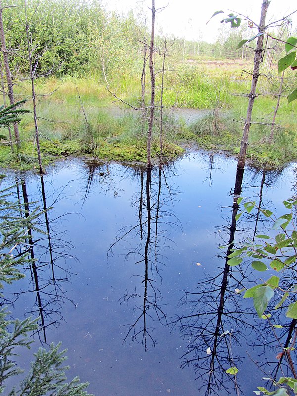 На болотцах (2) - Ирина 