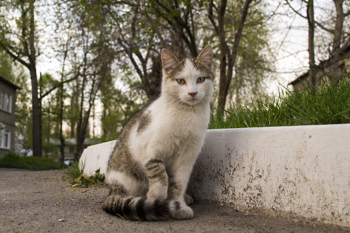 Котейка - Богдан Петренко