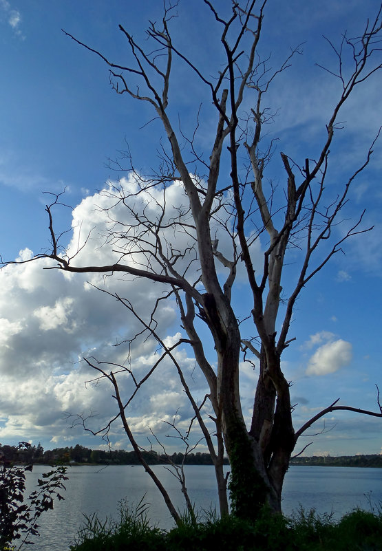Жизнь уходила постепенно.... - Юрий Цыплятников